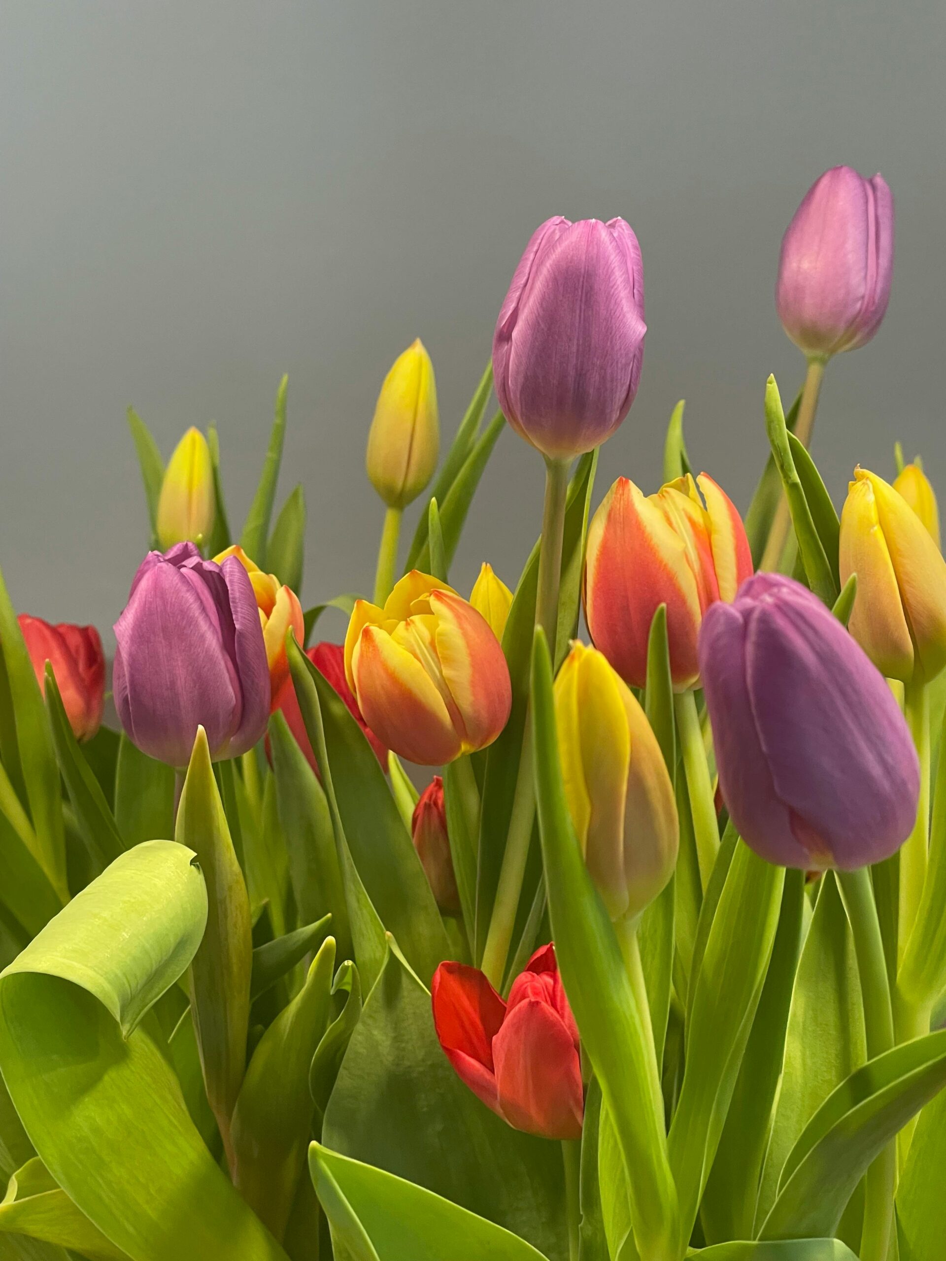 Vibrant tulips in full bloom showcasing spring's beauty; perfect for nature-themed projects.